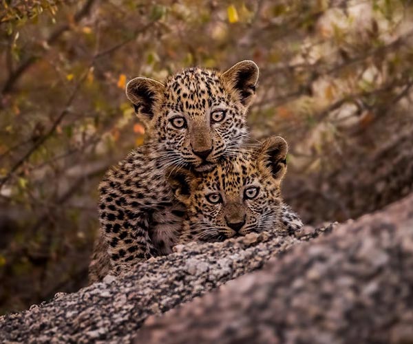 03 Days Udaipur Jawai Tour